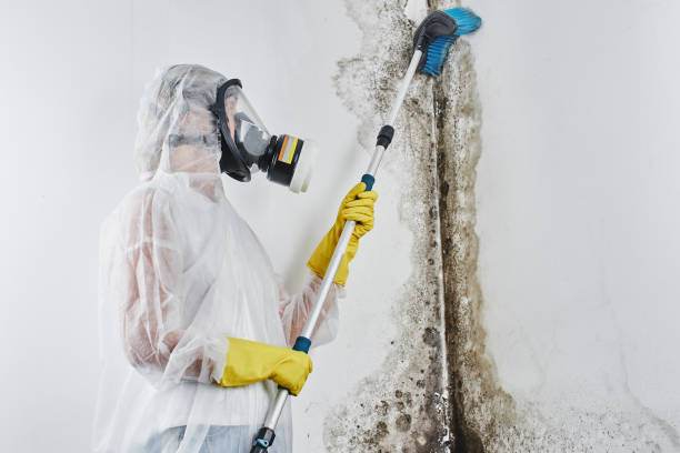 Best Residential Mold Removal  in St Martins, MO