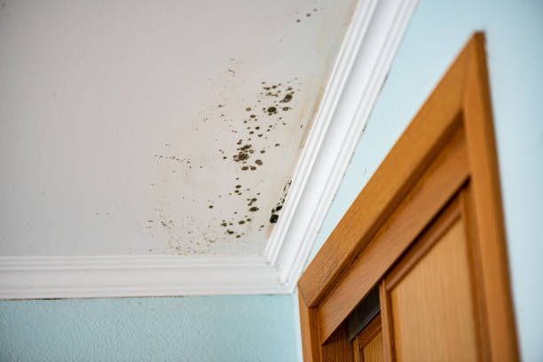 Best Attic Mold Removal  in St Martins, MO