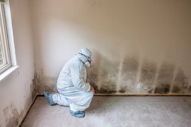 Best Local Mold Removal Service  in St Martins, MO